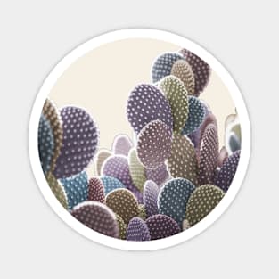 Pastel Cactus: Surreal photo in muted confetti colors Magnet